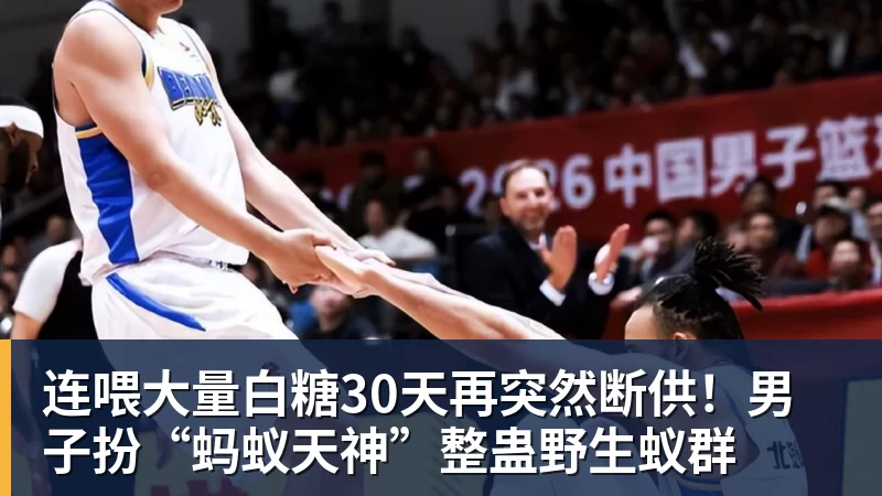 连喂大量白糖30天再突然断供！男子扮“蚂蚁天神”整蛊野生蚁群